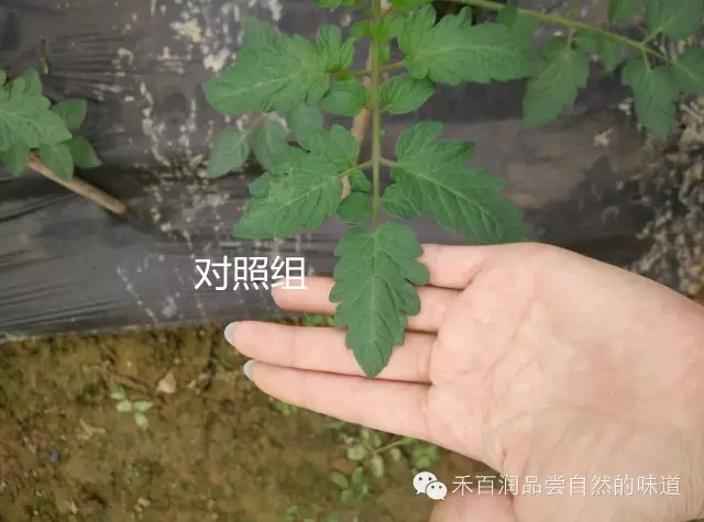 禾百润在圣女果苗期的试验效果有图来验证