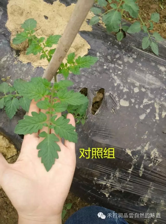 禾百润在圣女果苗期的试验效果有图来验证