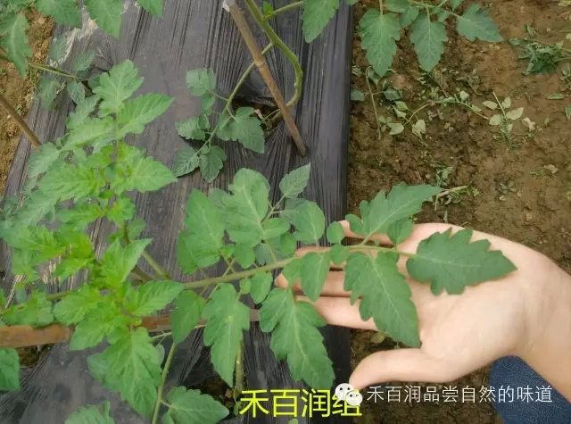 禾百润在圣女果苗期的试验效果有图来验证